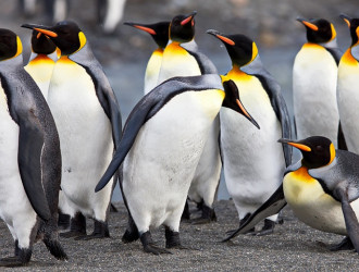 group of penguins in south georgia 2023 11 27 05 14 47 utc