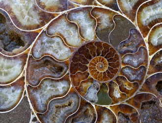 petrified ammonite shell spiral pattern 2023 11 27 04 54 48 utc