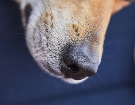 cute red dog nose close up background 2023 11 27 05 09 41 utc v2