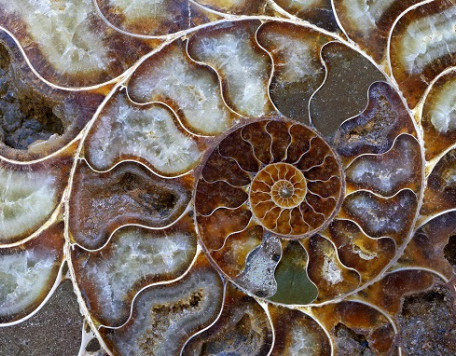 petrified ammonite shell spiral pattern 2023 11 27 04 54 48 utc