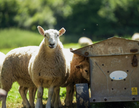 sheep and lambs in lush green field in summer time 2025 02 10 06 27 33 utc