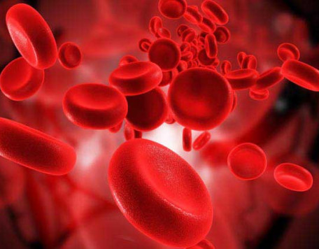 Body 01 Blood Cells